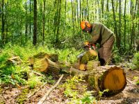 Bosgrond - Bosbeheerplan