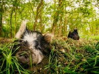 Bosbeheer en Ecologie